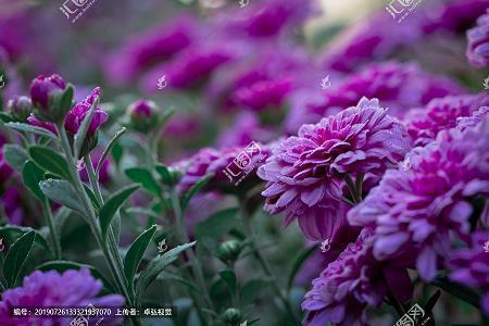 同年而校