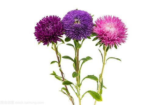 芒寒色正
