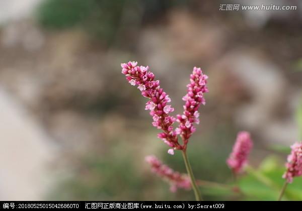 旁逸横出
