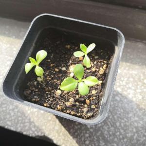 渭阳之情