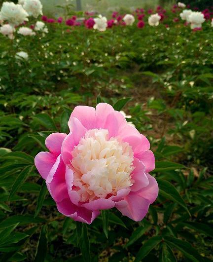 玉骨冰肌
