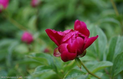 五花杀马