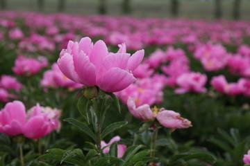 丑八怪