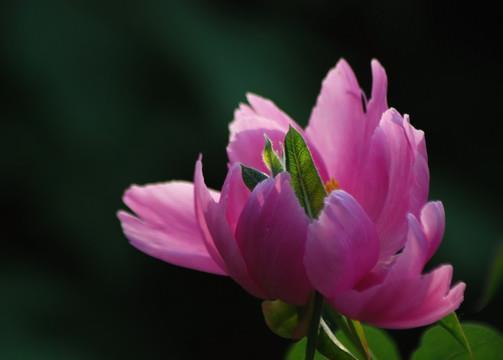 胸中鳞甲