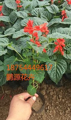一龙一猪