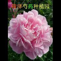 最美情话