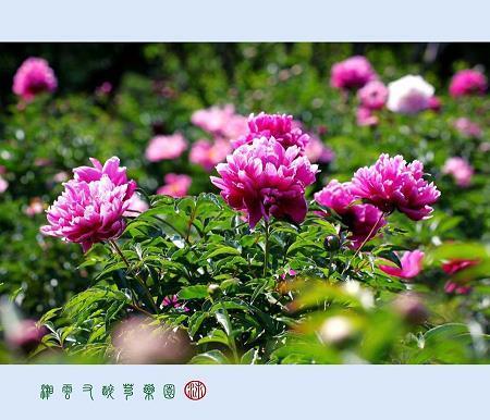咳珠唾玉
