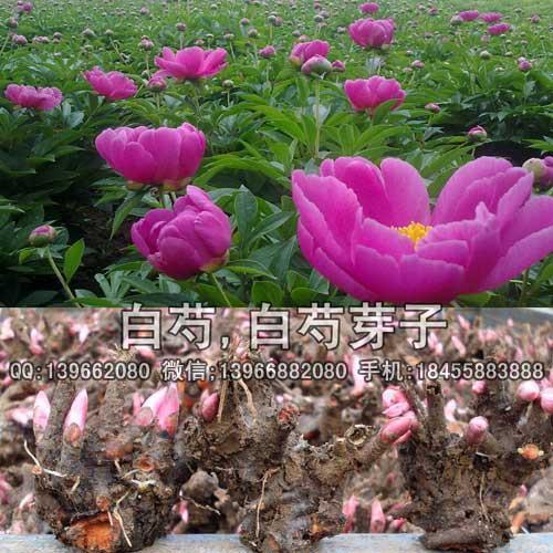 微服私行