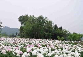 辞丰意雄