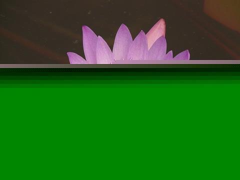 昼伏夜动