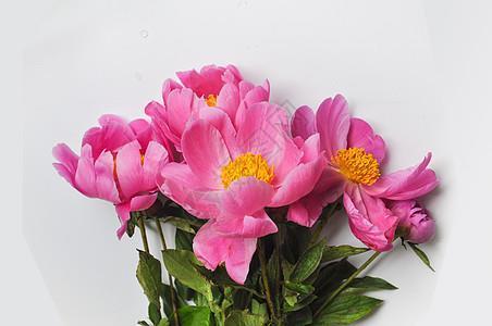 秦镜高悬