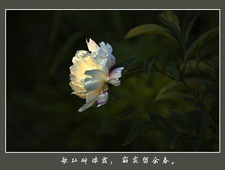 告老在家