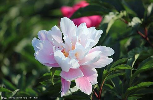 商彝夏鼎