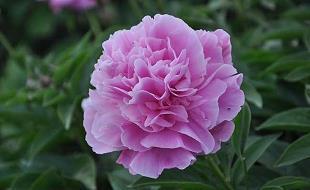 花衢柳陌