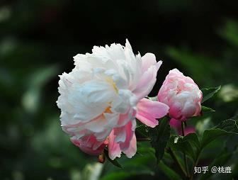 蜂猜蝶觑