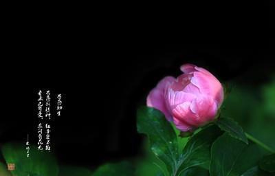萍踪梗迹