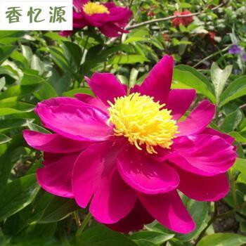 困心衡虑