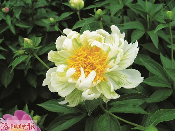 薰莸无辨