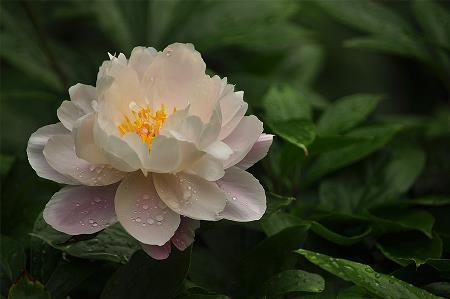 肥吃肥喝