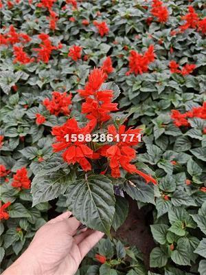 丝纷栉比