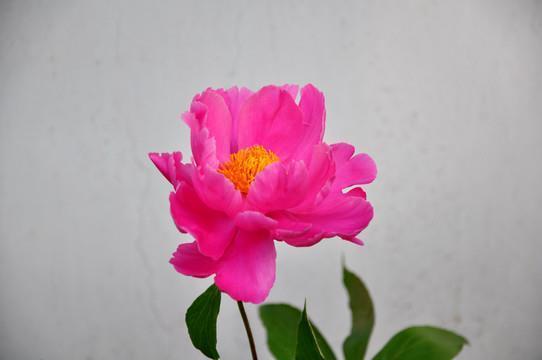 目不忍视