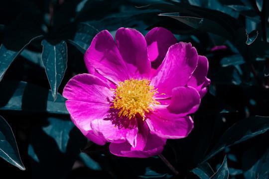 望梅消渴