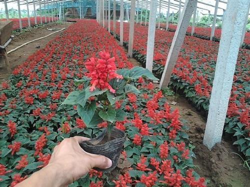 脚心朝天
