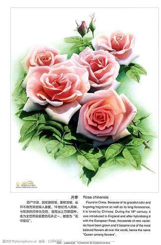 朱唇皓齿