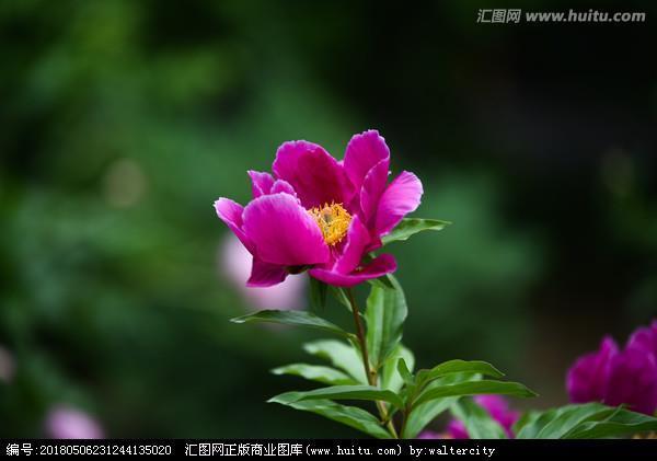 颠头耸脑