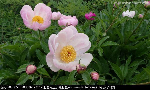 李白桃红