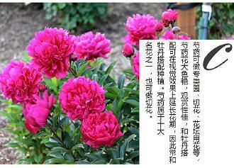 羊真孔草