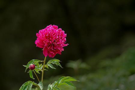薪桂米金