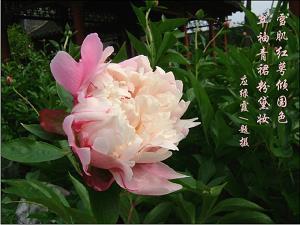 无所不作