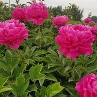 呷醋节帅