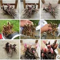 破竹建瓴