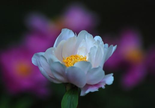 朝里无人莫做官