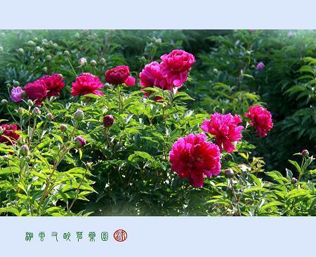 秋月春花