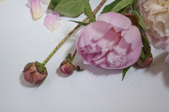 女人如花，若以花语喻人，兰生幽谷，清丽脱俗，如美人隔云
