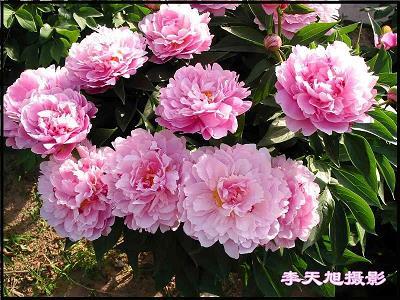 草草收兵