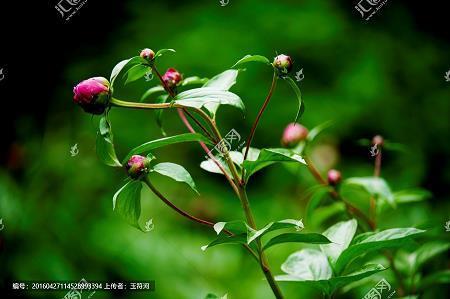 一病不起