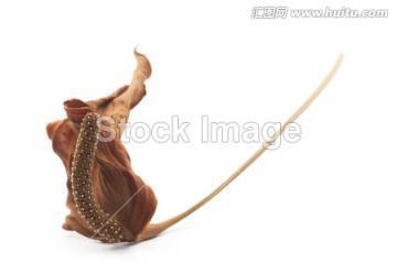 海岱清士