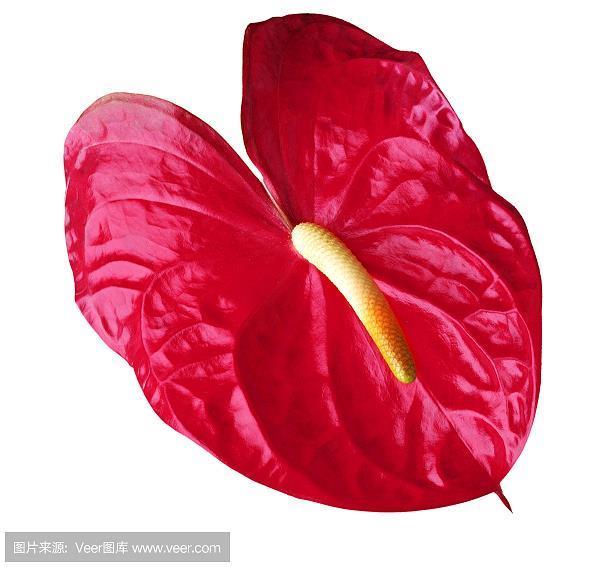 吉祥止止