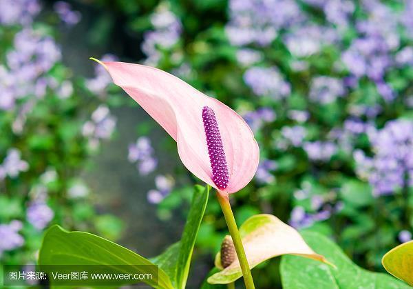 黏吝缴绕