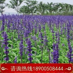 悬鹑百结