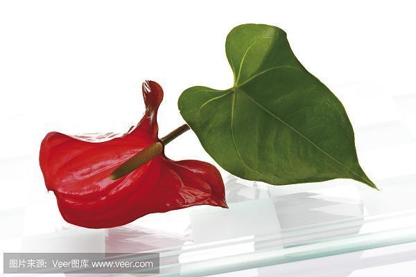 老油条