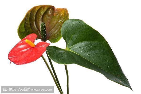 自有肺肠