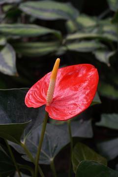 不平则鸣
