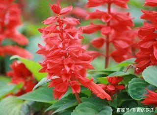 山节藻棁