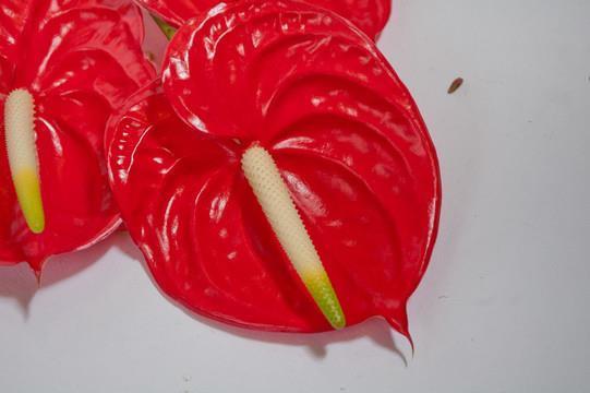 朽木之才
