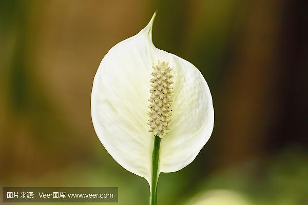 沈舟破釜